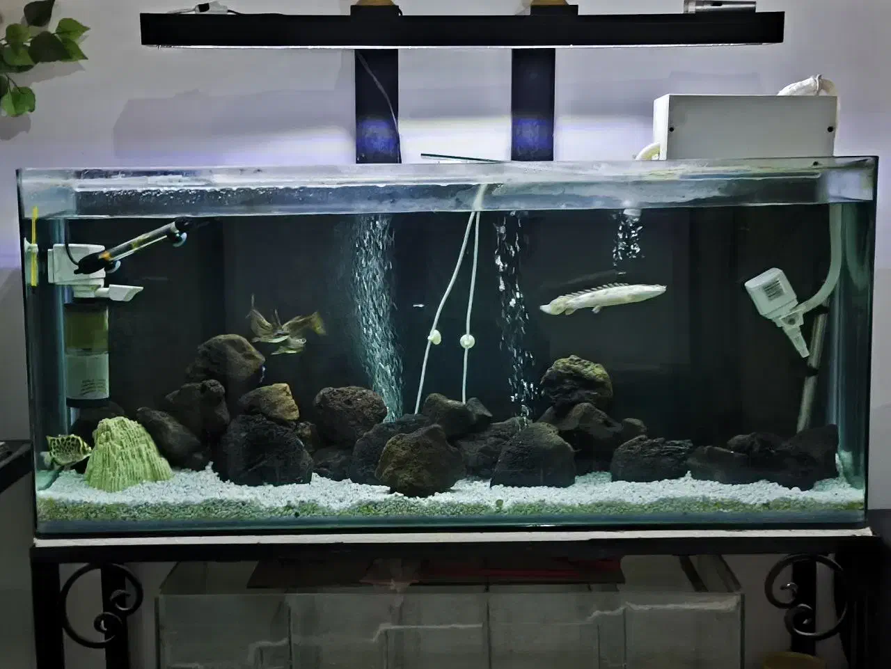 اکواریوم|ماهی|محمدشهر, محمدشهر|دیوار