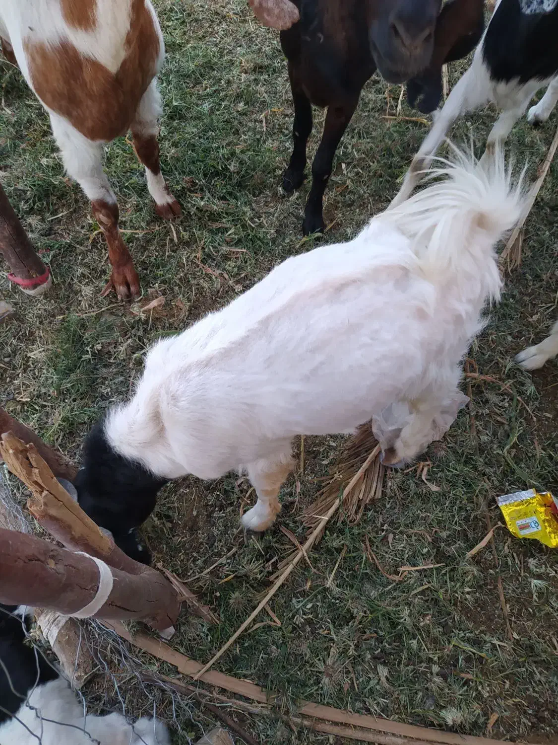 فروش گوسفند|حیوانات مزرعه|ایرانشهر, |دیوار