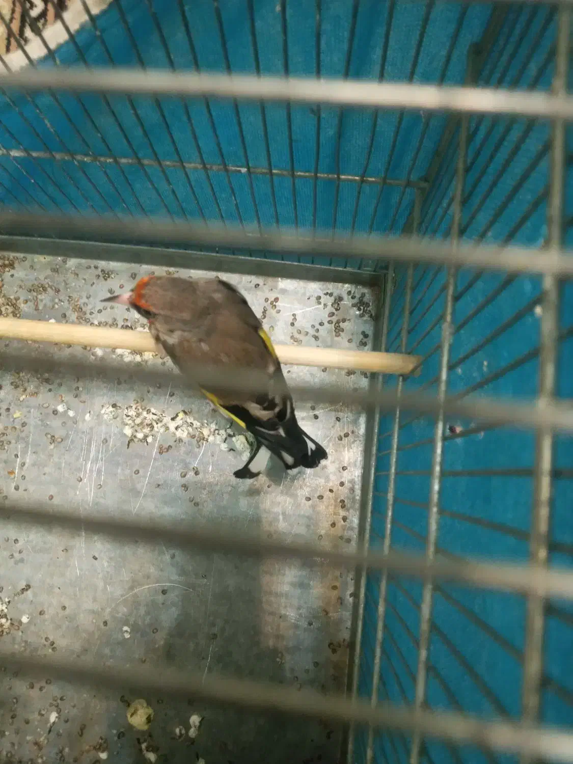 سره قناری.سره.قناری. معاوضه|پرنده|کرج, خرمدشت|دیوار