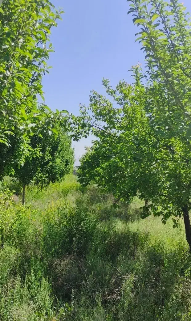 فروش باغ ۷۸۰۰ متری در زنجان|فروش زمین و ملک کلنگی|زنجان, |دیوار