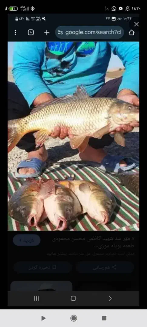 ماهی تازه سد عمده و خورده زیر قیمت کل ایران|ماهی|بوکان, |دیوار