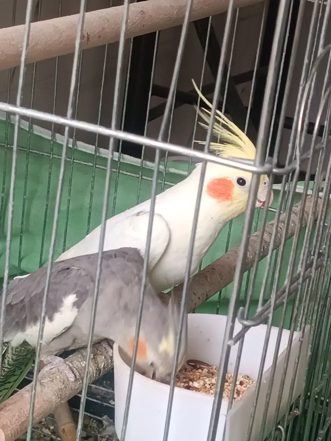 عروس‌هلندی|پرنده|ایوانکی, |دیوار