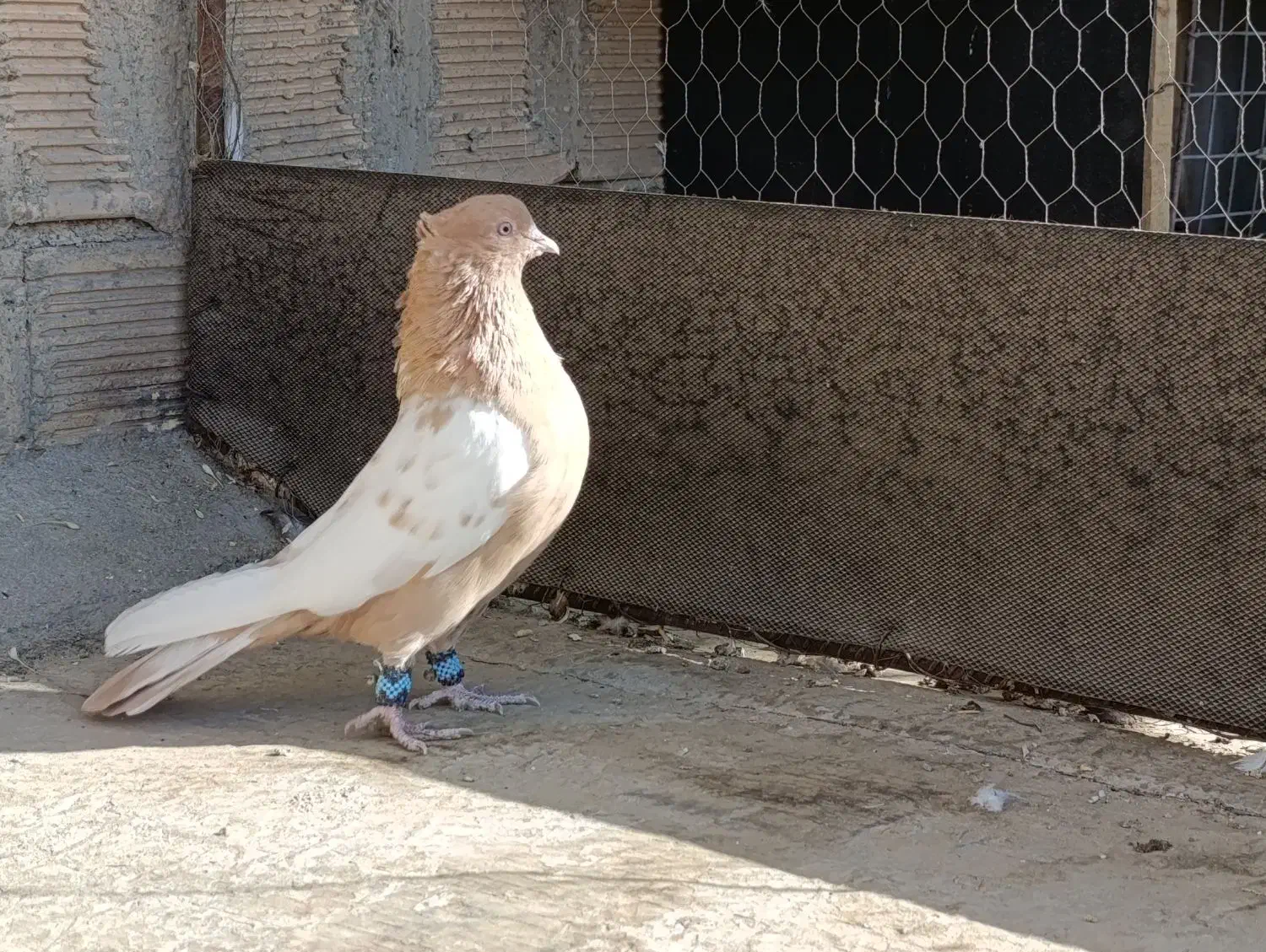 کبوتر سینه ای زرد نر درجه یک|پرنده|زیباشهر, |دیوار