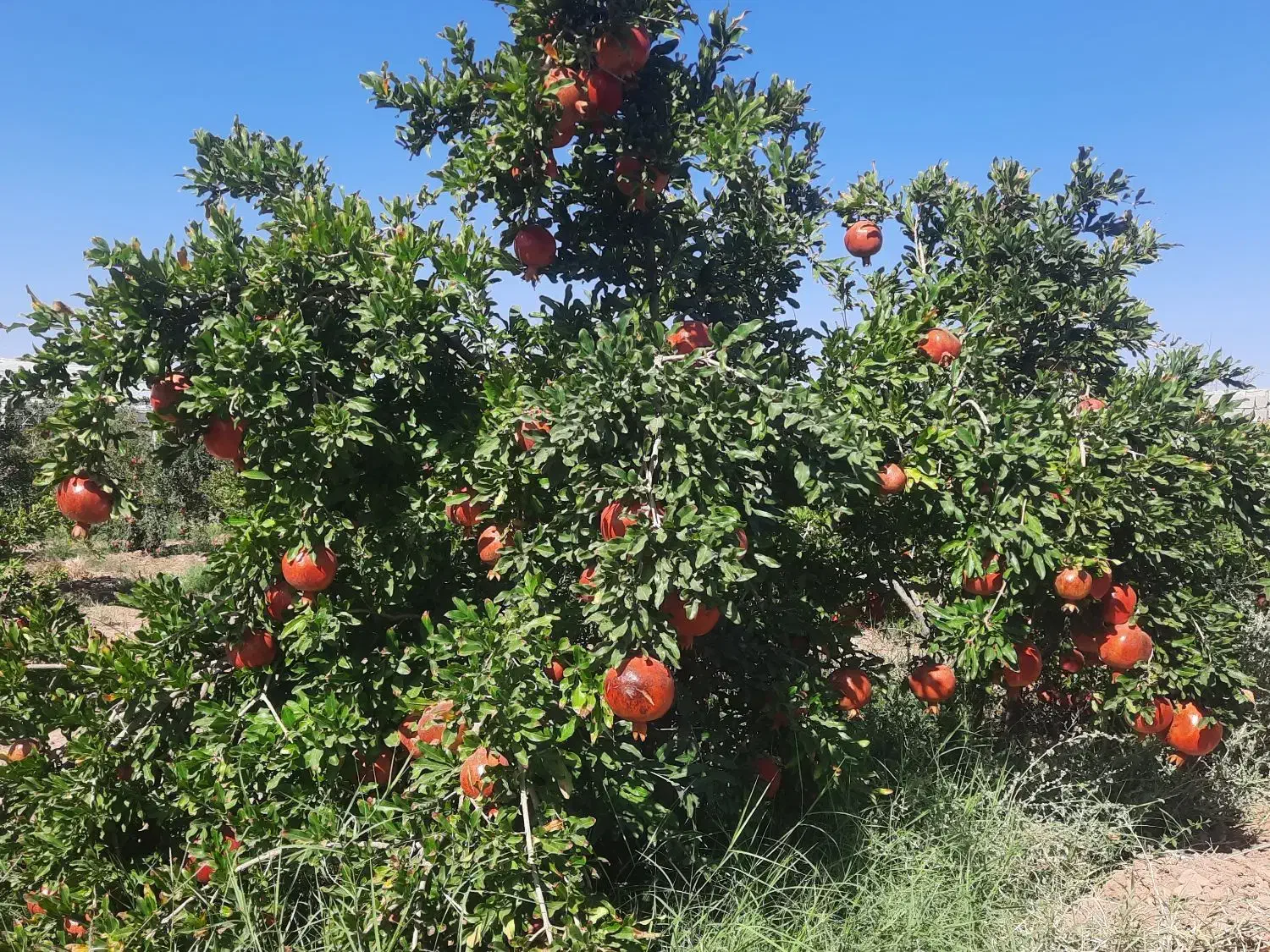 معاوضه باغ انار دونه مشکی باماشین|فروش زمین و ملک کلنگی|سیرجان, |دیوار