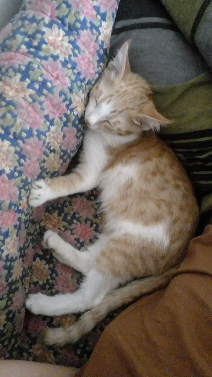 پیشی گربه|گربه|مشهد, نظام دوست|دیوار