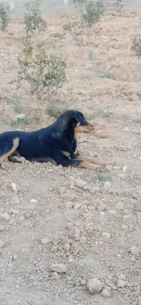 واگذاری سگ|سگ|شاهینشهر, گرگاب|دیوار