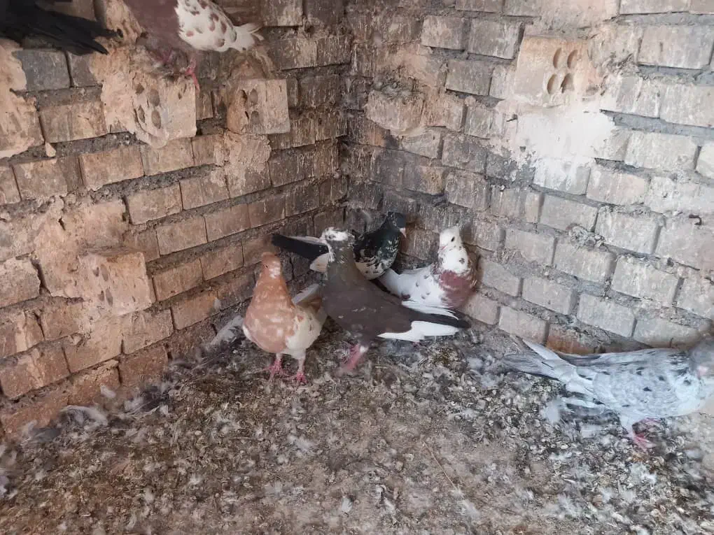 کبوتر سرحال و مولد|پرنده|اهواز, شهرک اکباتان|دیوار