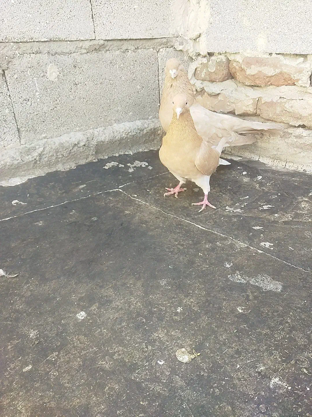 زرد|پرنده|تهران, جمهوری|دیوار