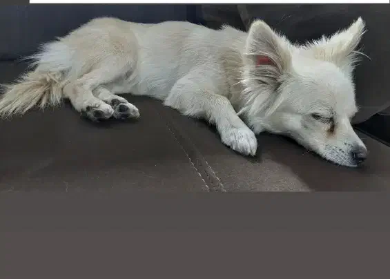 واگذاری سگ پامرانی|سگ|کرمان, |دیوار