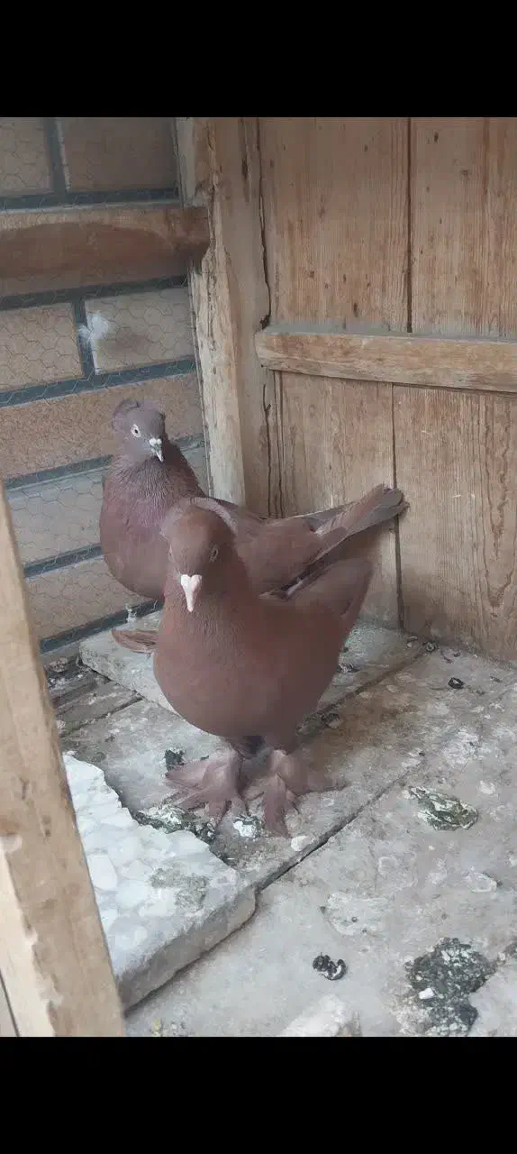 جوجه گرفتنی|پرنده|قم, کلهری|دیوار