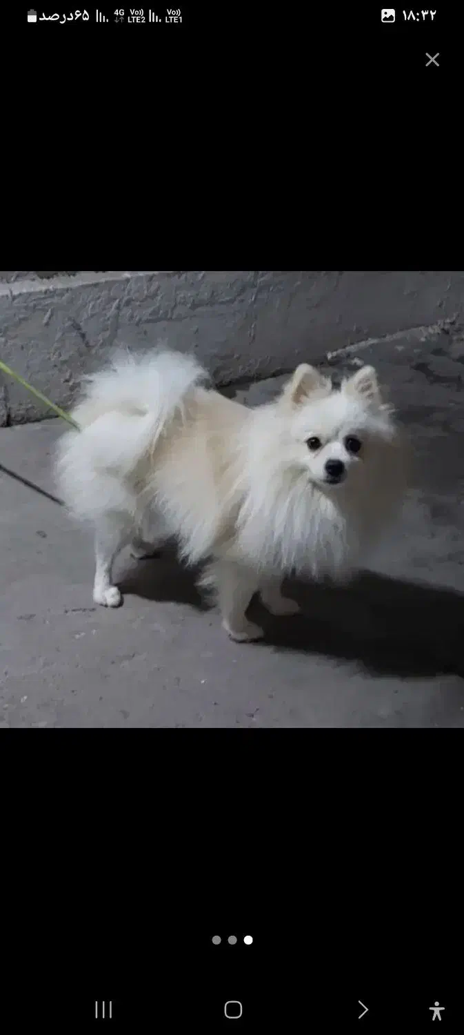 پامر 1ساله فروش فوری|سگ|گرگان, |دیوار