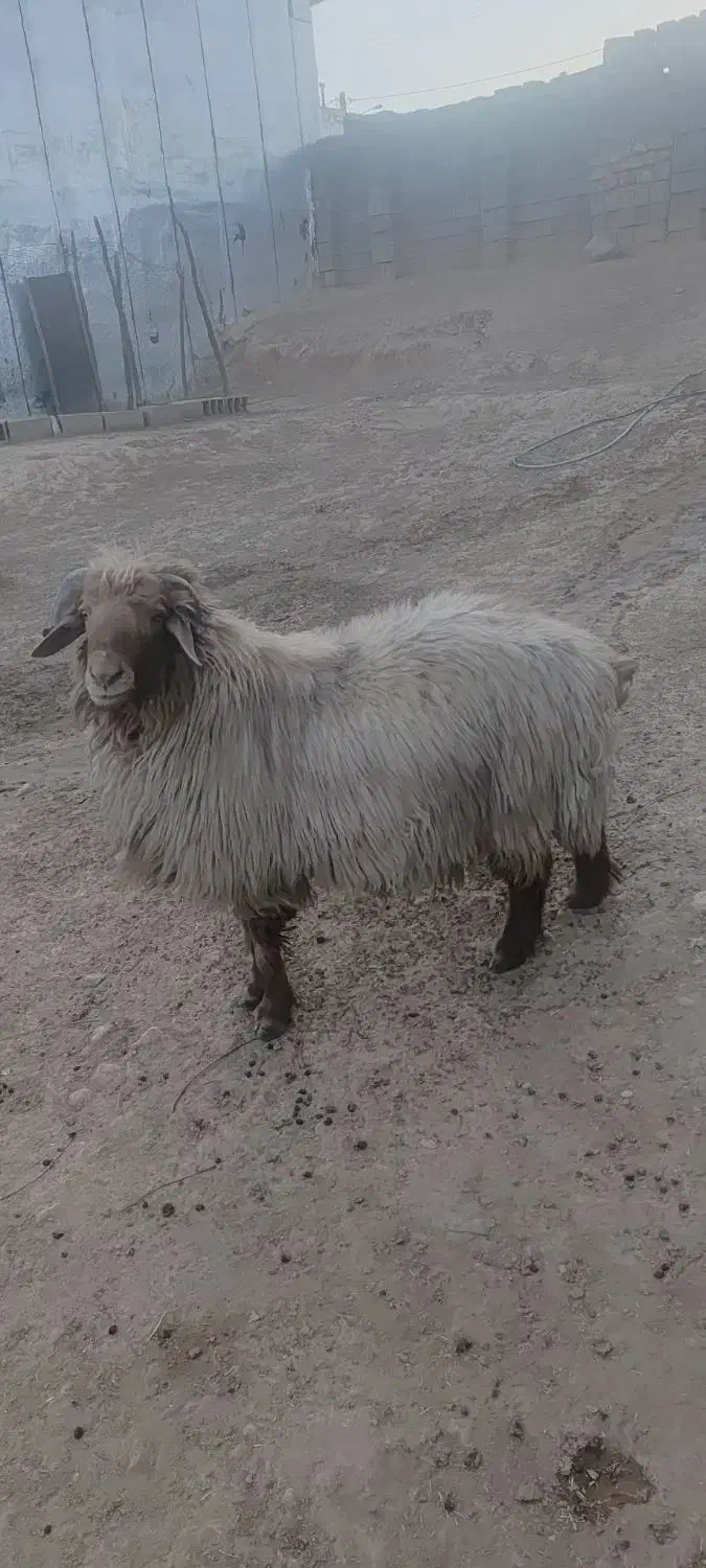 یک قوچ جوان کیلوی ۶۵۰ بفروش می‌رسد|حیوانات مزرعه|منج, |دیوار