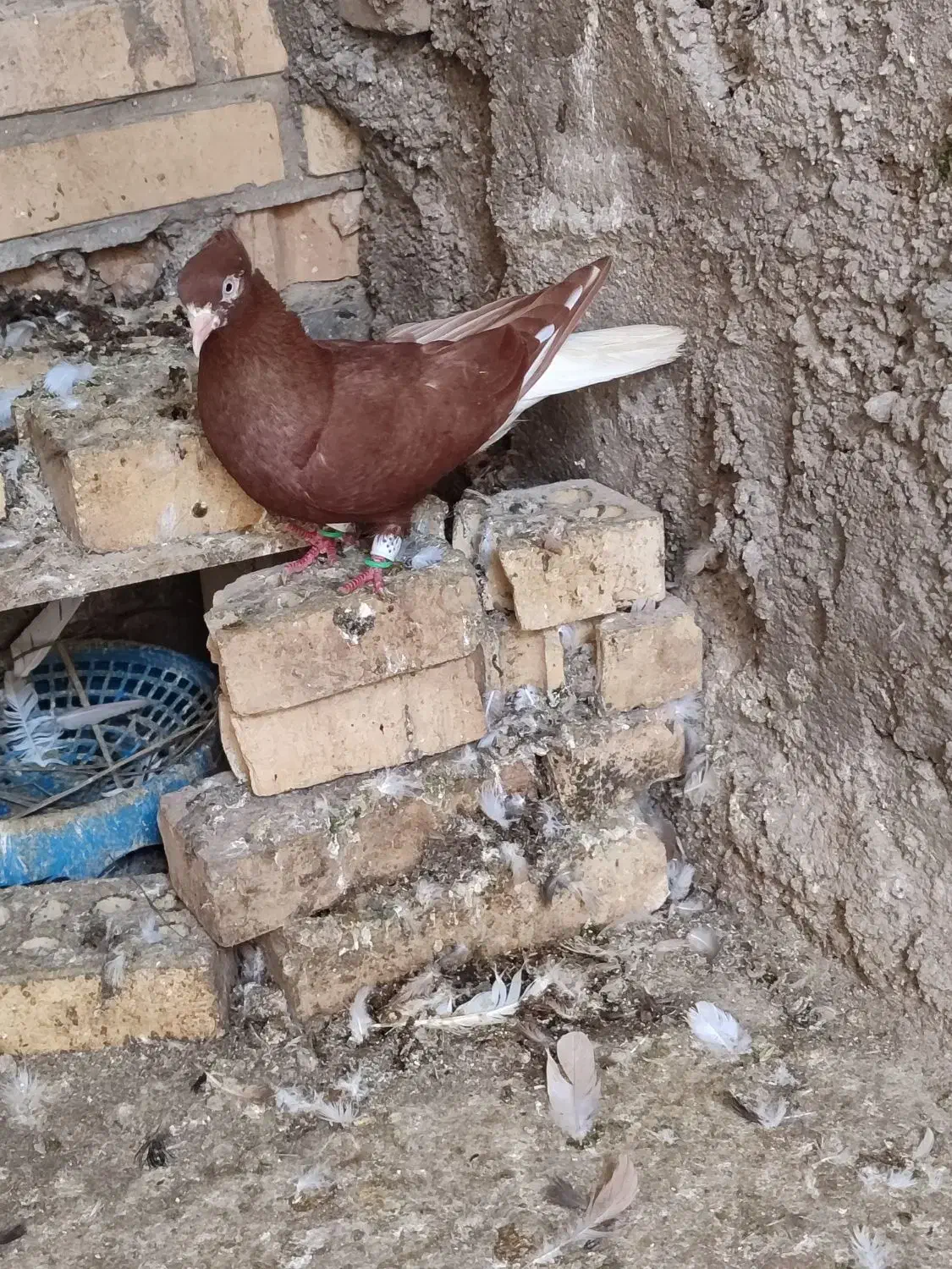 دم سفید ماده|پرنده|خرمشهر, |دیوار