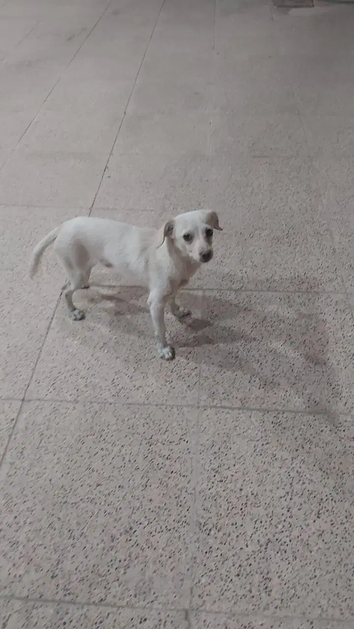 واگذاری سگ|سگ|رفسنجان, |دیوار