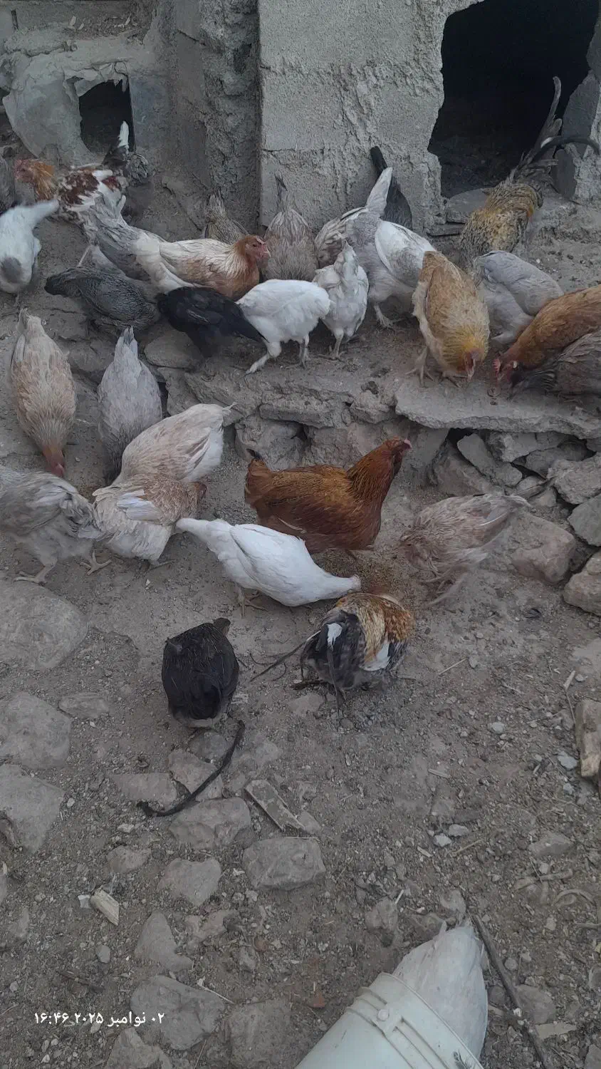 خروس محلی-سردسیری۸۰۰تومان|حیوانات مزرعه|سرفاریاب, |دیوار