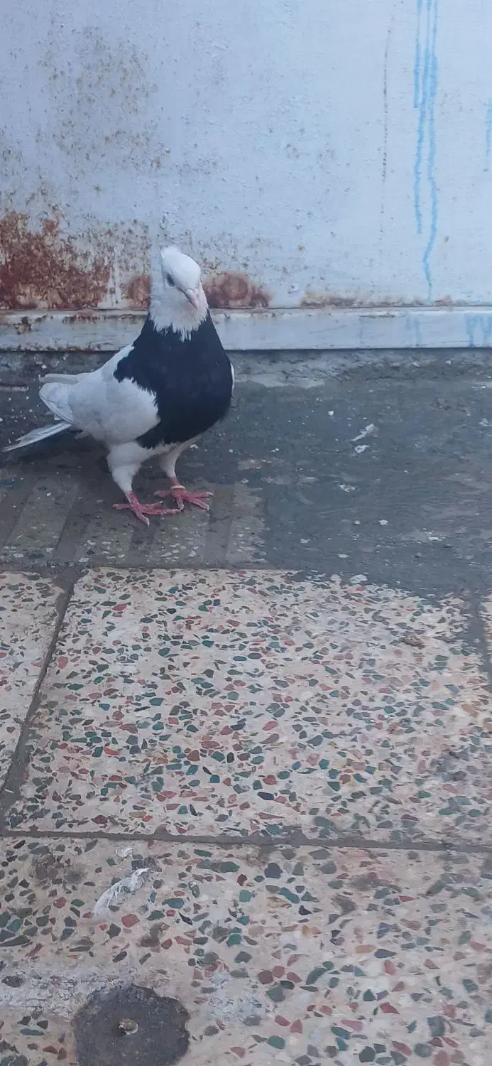 طوقی سیاه  واکسی|پرنده|دهلران, |دیوار