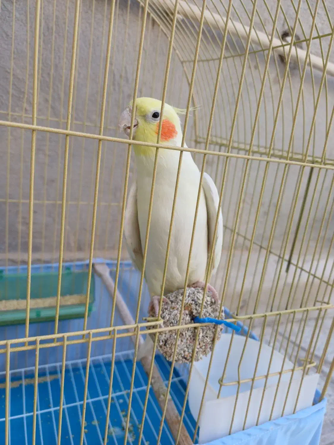 عروس هلندی|پرنده|سرپل ذهاب, |دیوار