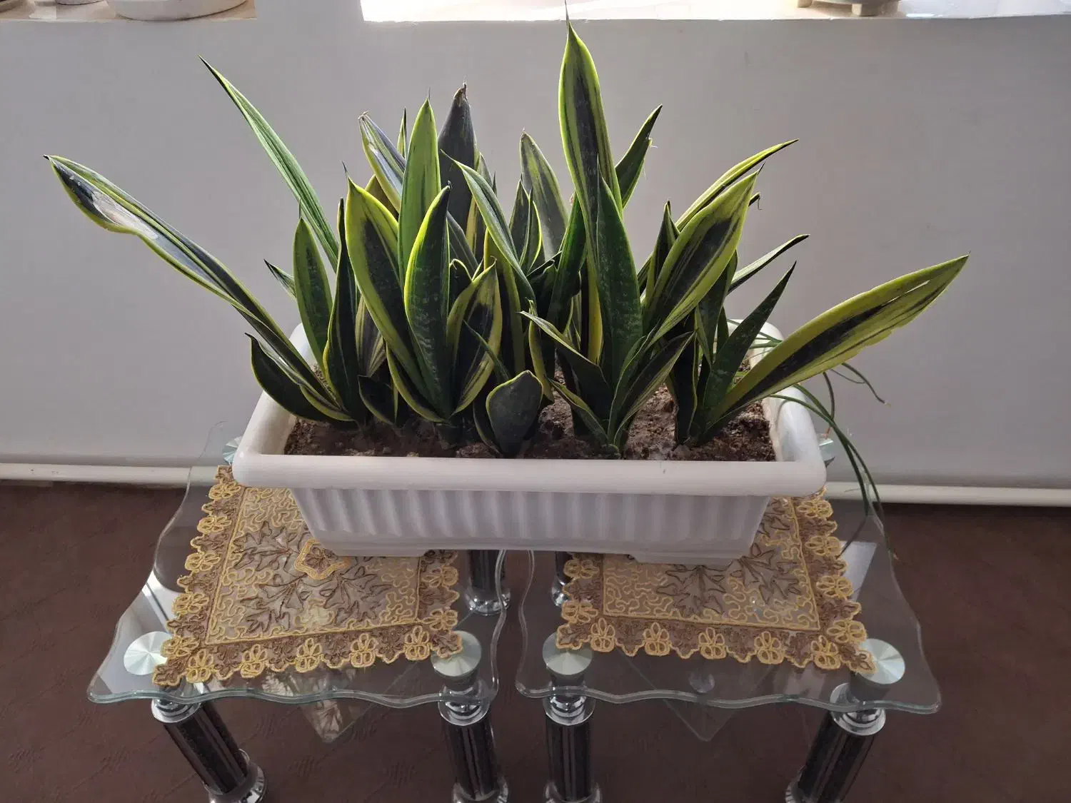 گل سانسوریا|گل و گیاه طبیعی|سلماس, |دیوار