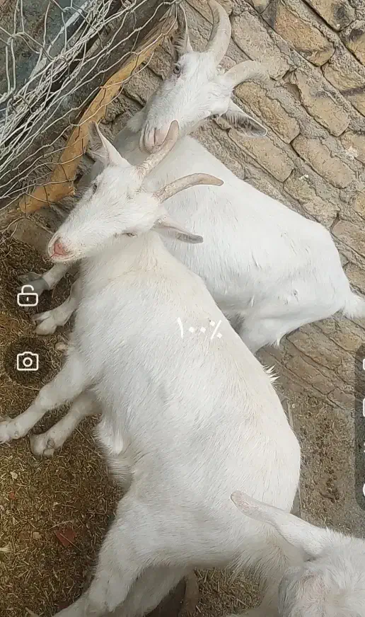 بز سانن ماده|حیوانات مزرعه|تایباد, |دیوار