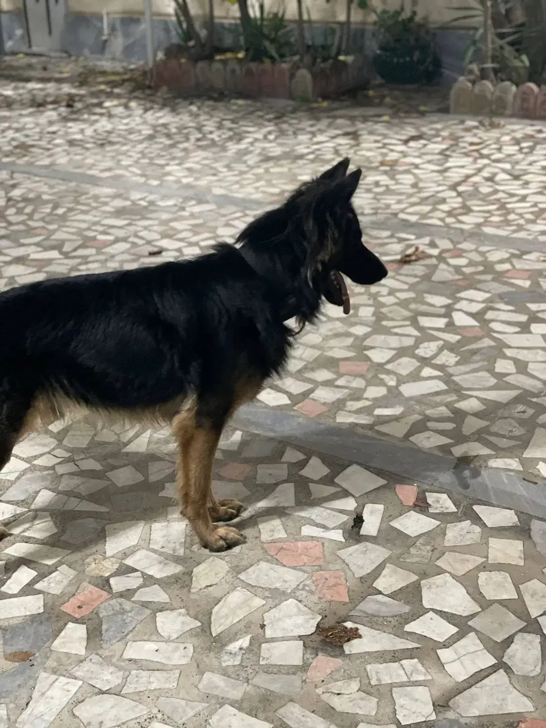 گمشده|حیوانات|آزادشهر, |دیوار