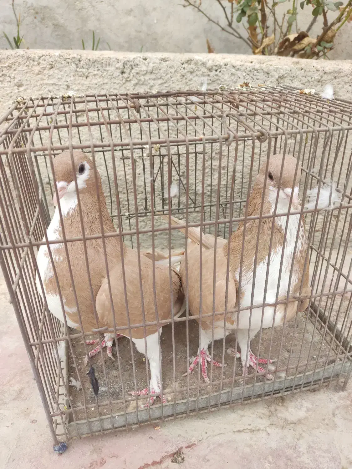 کبوتر نرماده خوش رنگ زرد|پرنده|کازرون, |دیوار