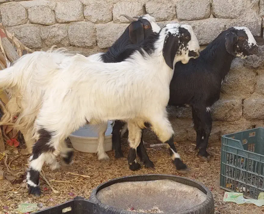 ۲ تروشت فروشی|حیوانات مزرعه|ایرانشهر, |دیوار