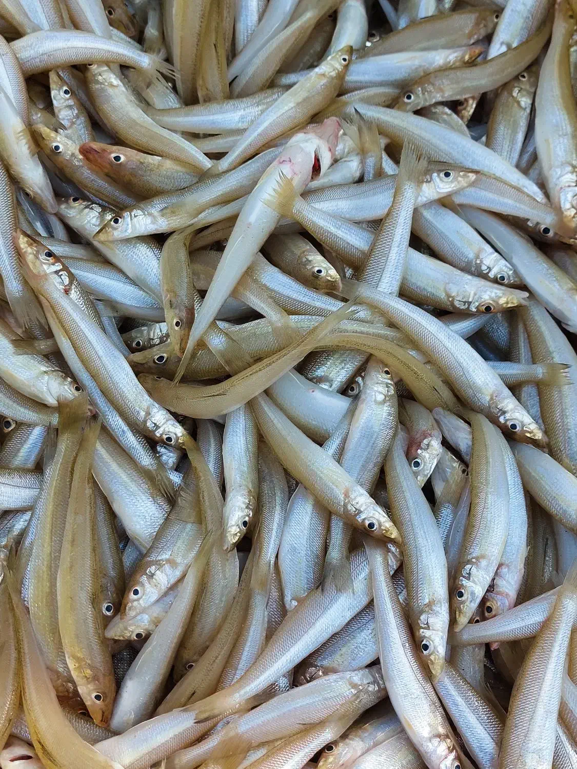 فروشگاه ماهی ناخداعباس (شهرک فرهنگیان)|خوردنی و آشامیدنی|شیراز, پشم شیشه|دیوار