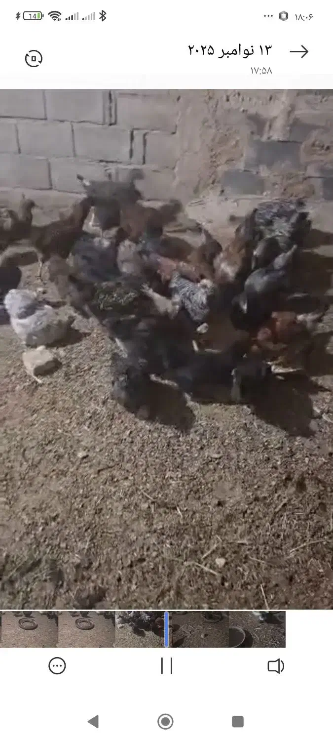 مرغ وخروس|حیوانات مزرعه|اقلید, |دیوار