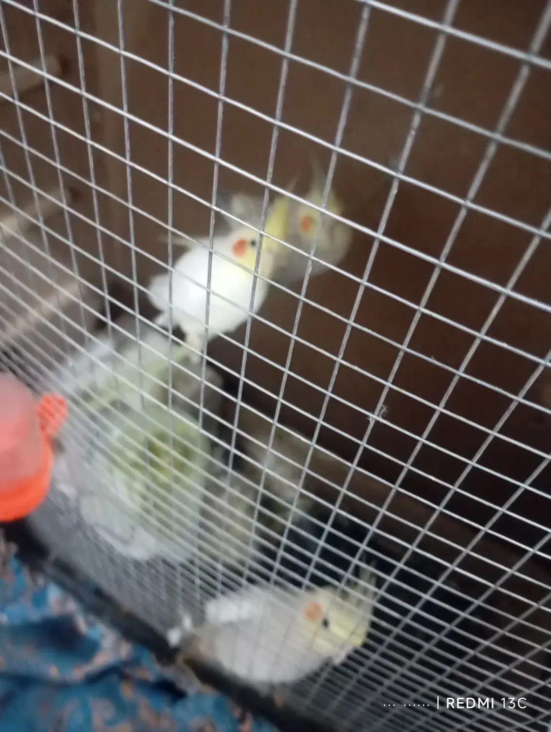 عروس هلندی فوری|پرنده|میناب, |دیوار