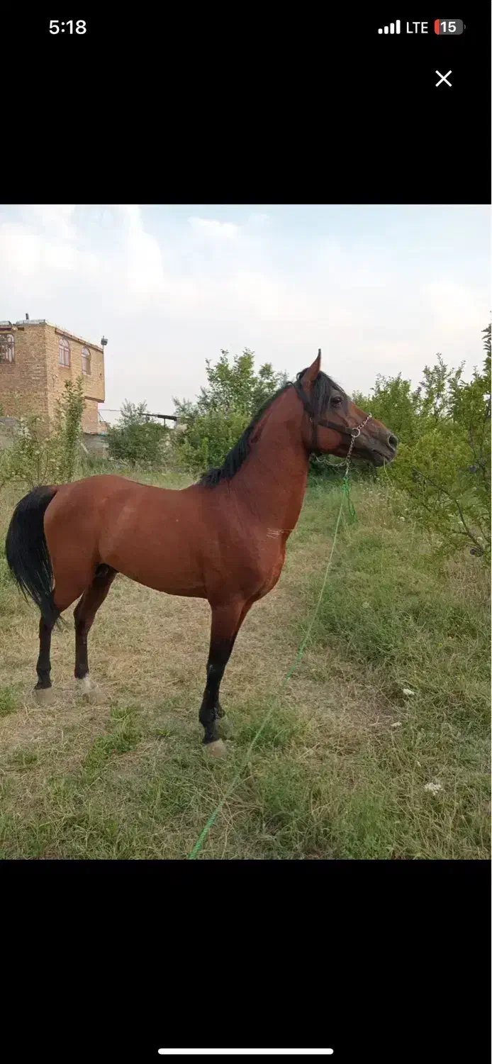 اسب|اسب و تجهیزات اسب‌سواری|ارومیه, |دیوار