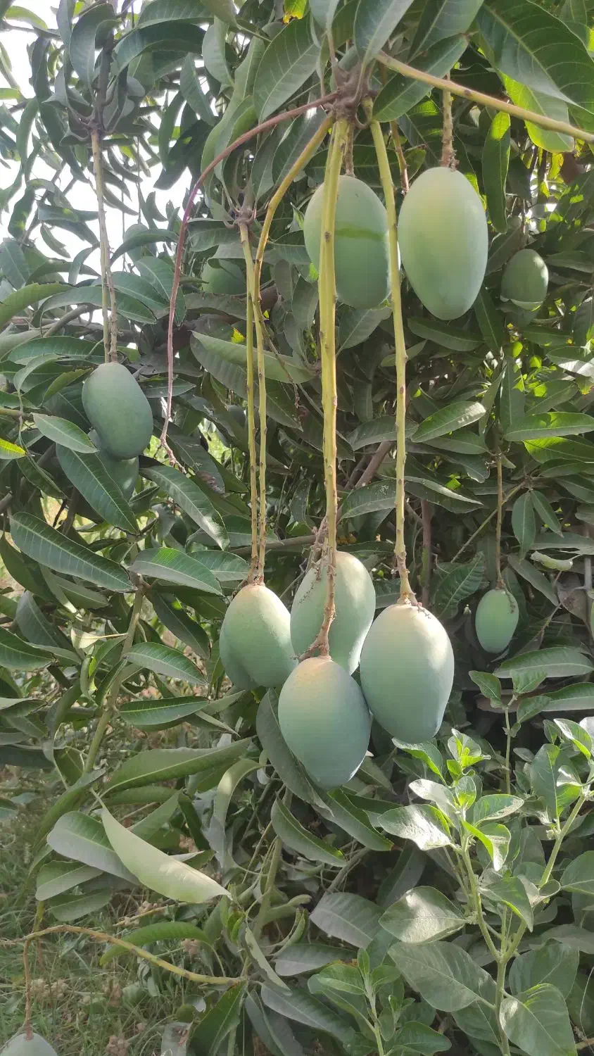 نهال انبه پیوندی گلدانی رودان برنطین|گل و گیاه طبیعی|رودان, |دیوار