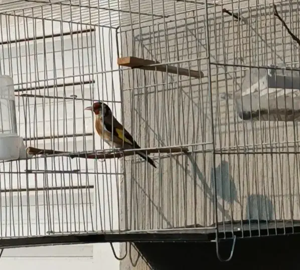 سهره گل قغل|پرنده|گنبد کاووس, |دیوار