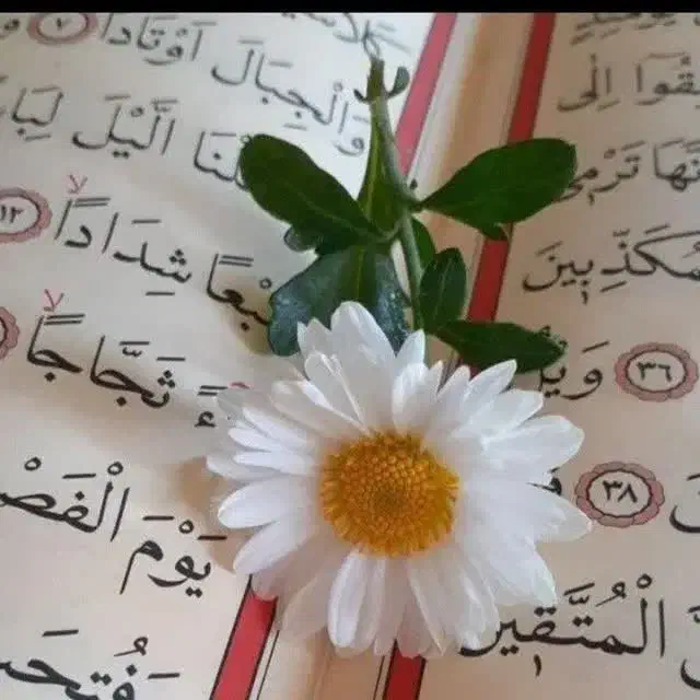 هدیه به مادران|تور و چارتر|قزوین, |دیوار