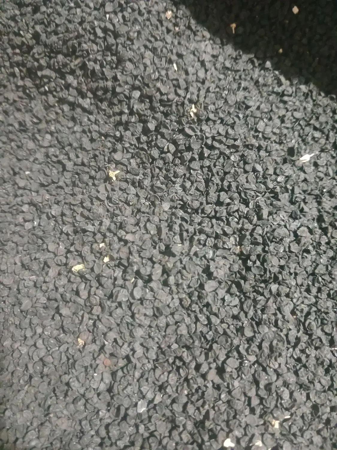 دانه پیاز محلی طارم|گل و گیاه طبیعی|چورزق, |دیوار