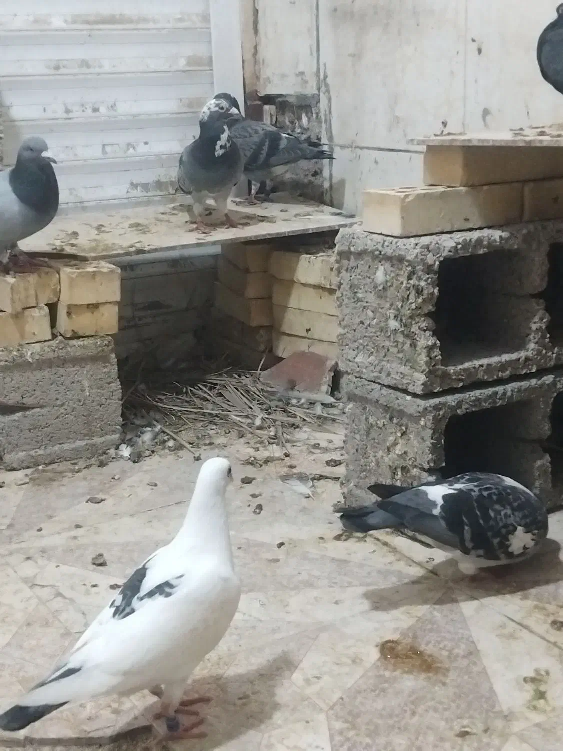 کفتر پلاکی|پرنده|خرمشهر, |دیوار