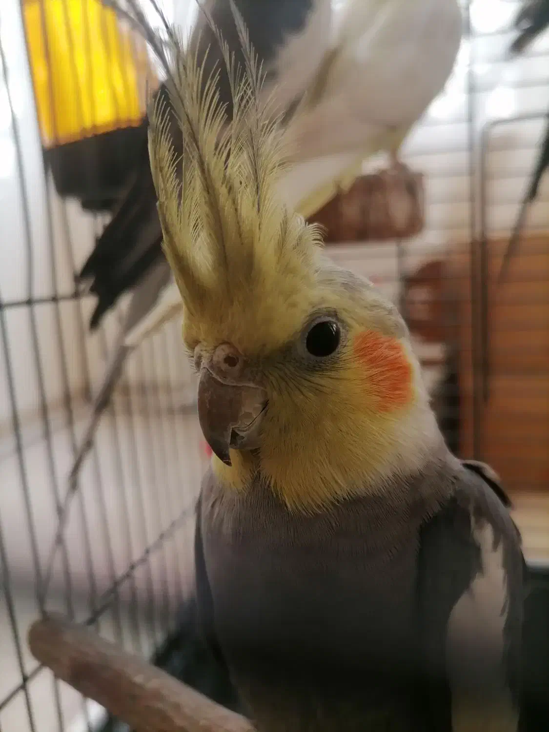 عروس هلندی 2ساله بالغ نر سینامون|پرنده|تهران, اختیاریه|دیوار