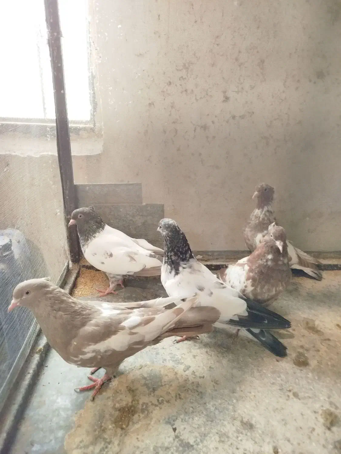 کبوتر|پرنده|مشهد, اقبال|دیوار