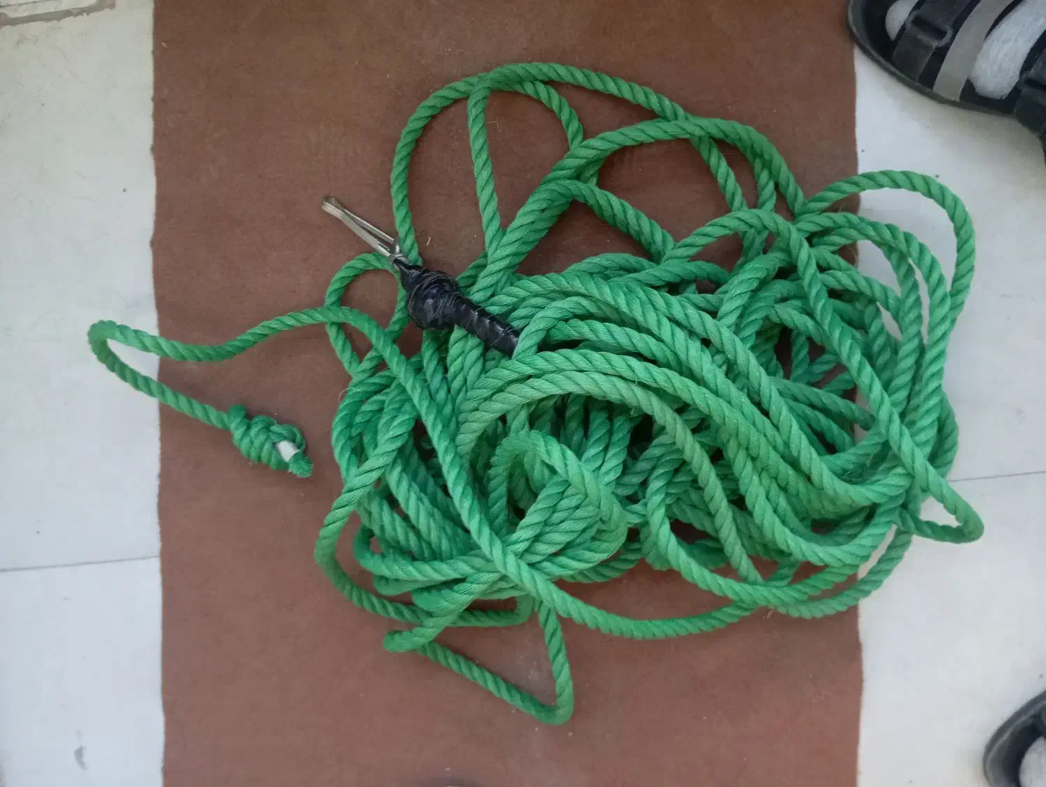 سهره نر تور بزرگ سهره|پرنده|مشگین شهر, |دیوار