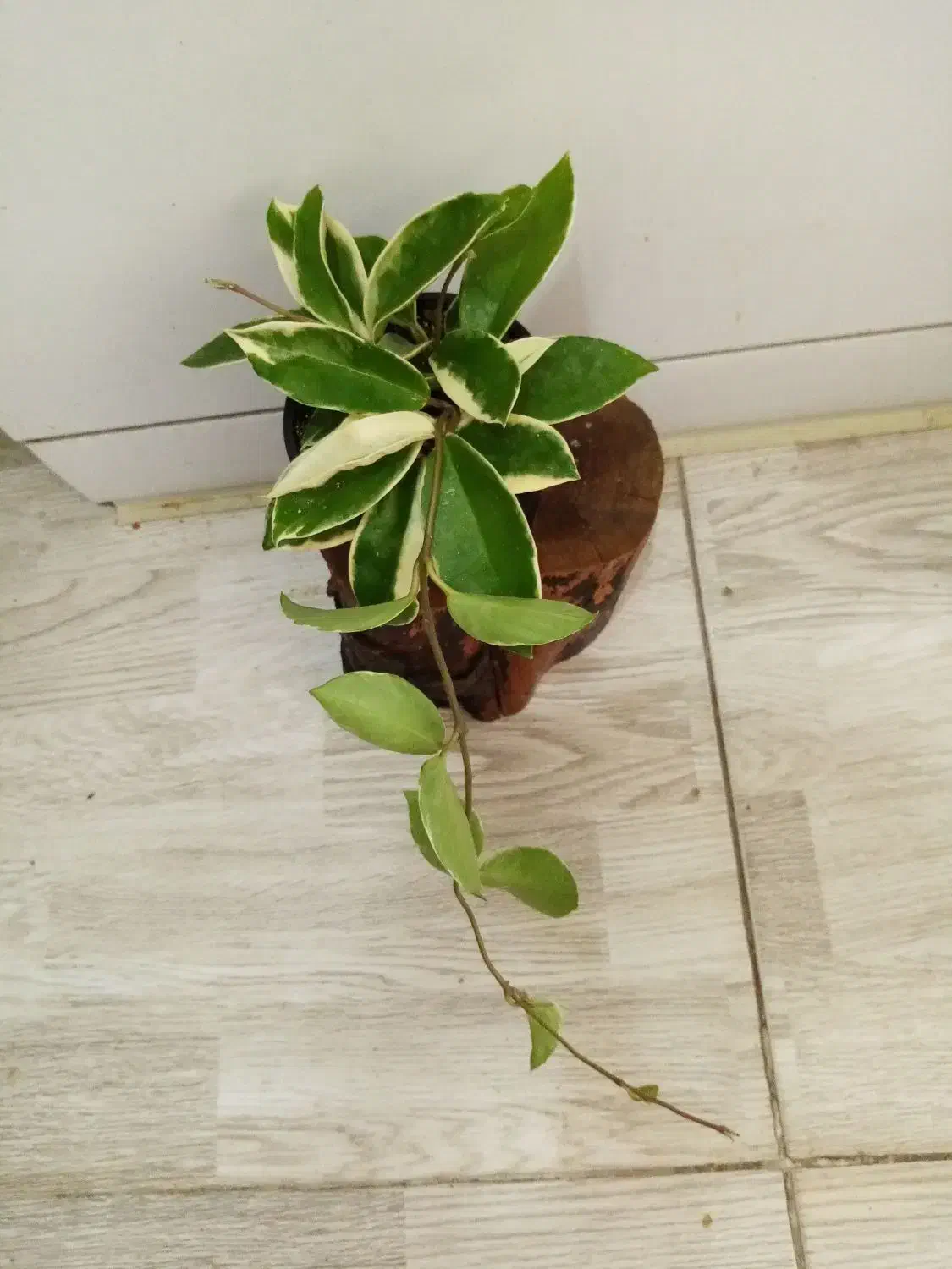 گلهای زیبای هویا با تنوع بالا|گل و گیاه طبیعی|اصفهان, شاهزاده ابراهیم|دیوار