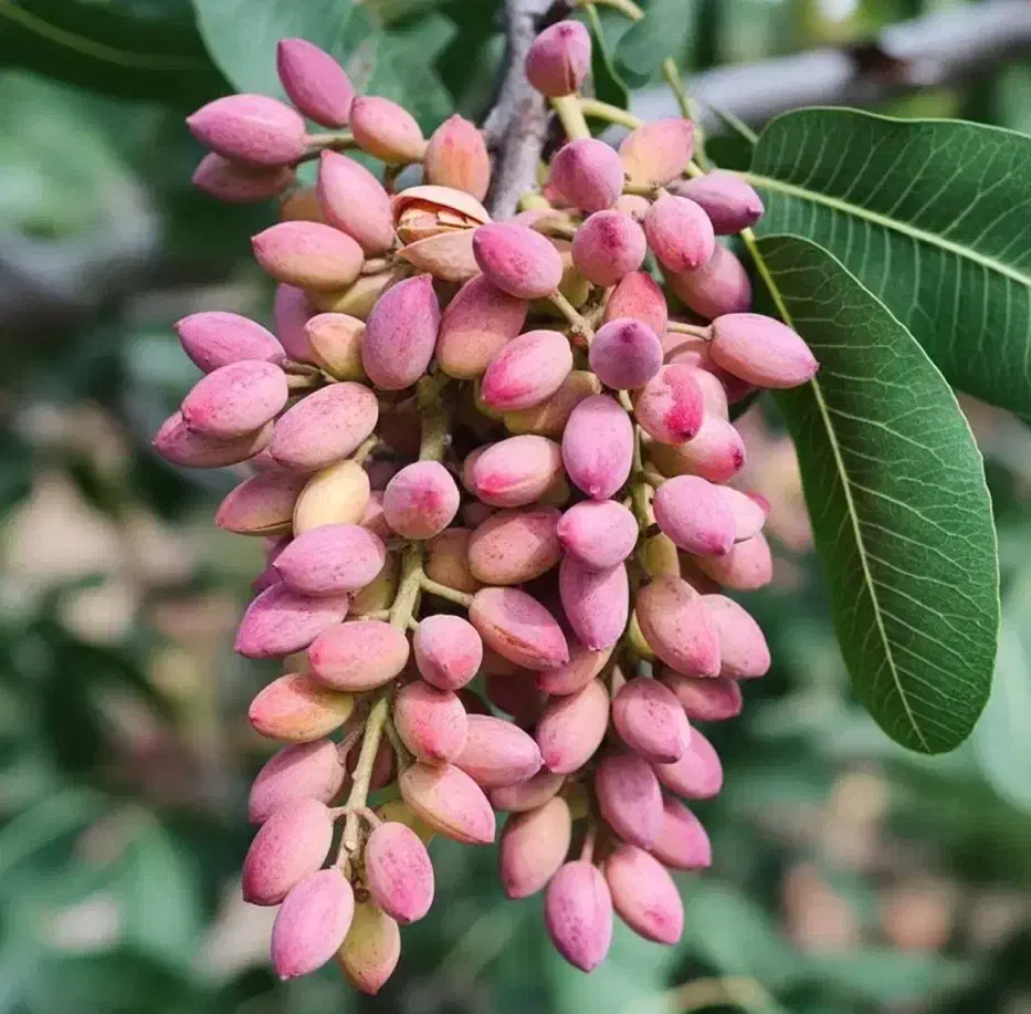 نهال پسته بذر بادامی ریشه پر|گل و گیاه طبیعی|تبریز, |دیوار