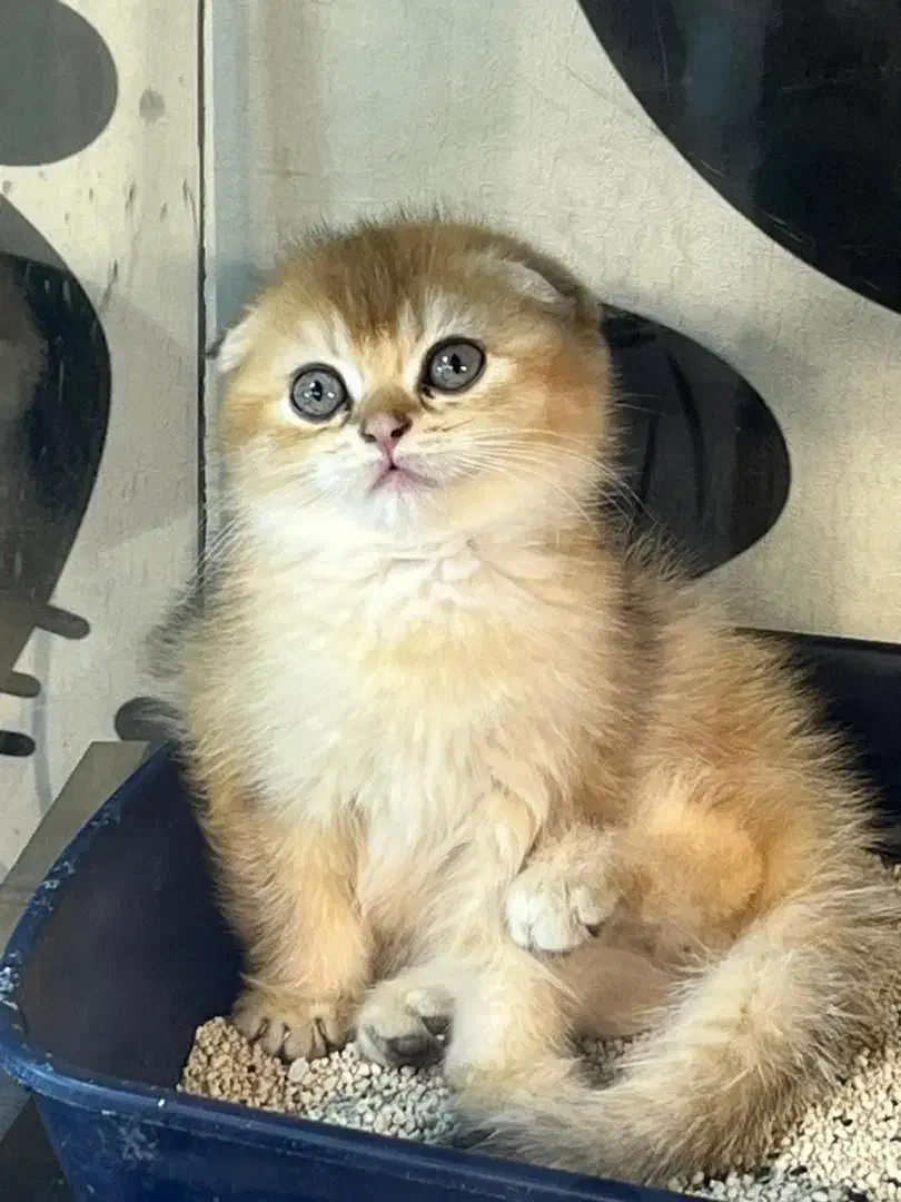 گربه|گربه|تهران, پاسداران|دیوار