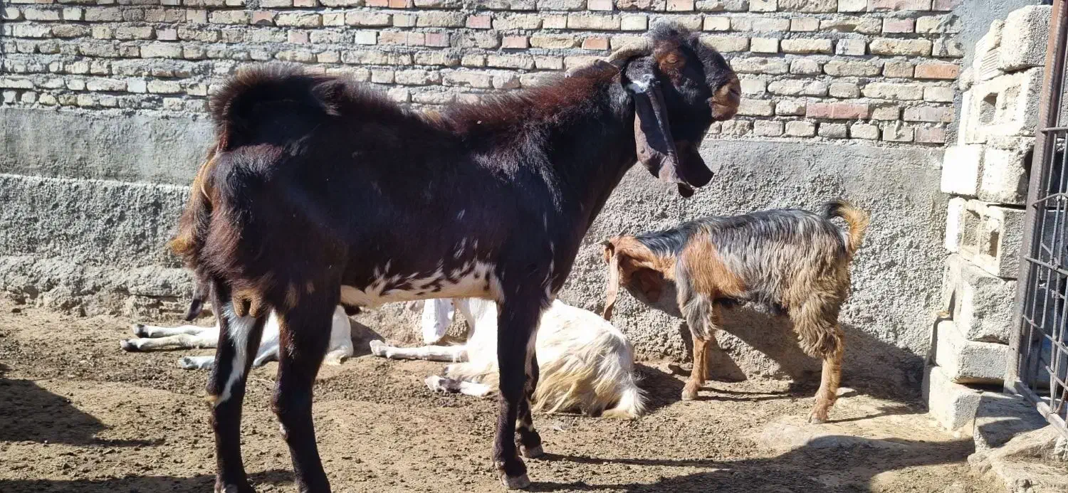 دو عدد نر بز|حیوانات مزرعه|اندیمشک, |دیوار