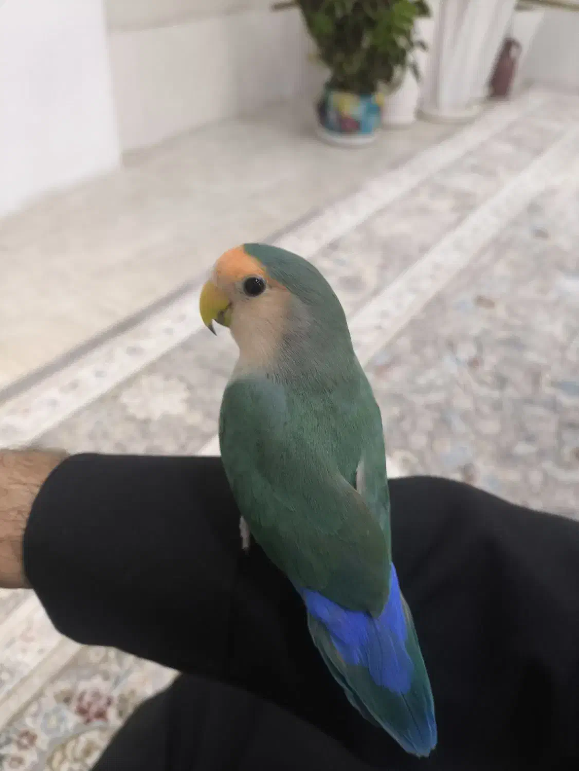 طوطی برزیلی|پرنده|پیرانشهر, |دیوار