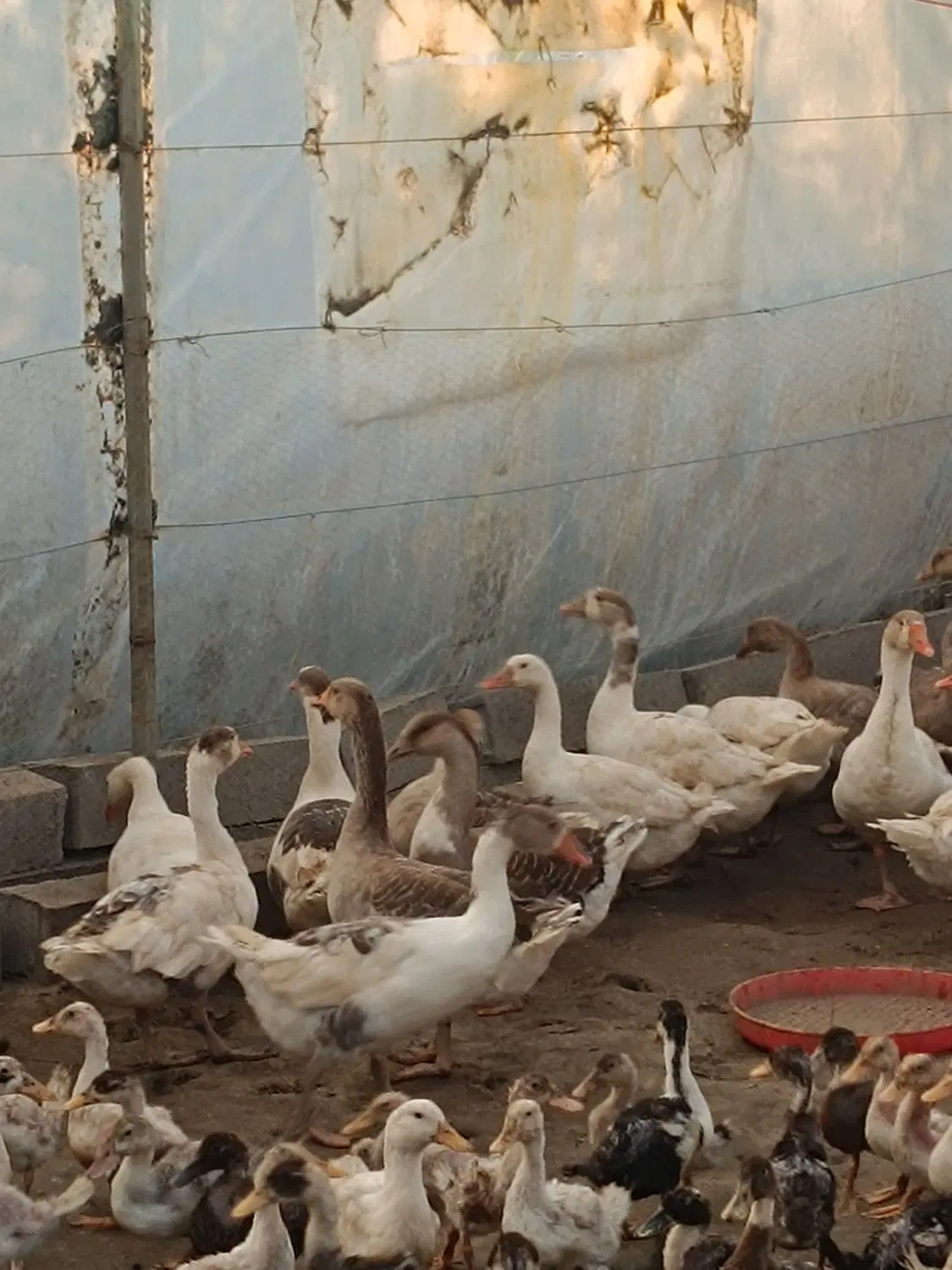 غاز|حیوانات مزرعه|آمل, |دیوار