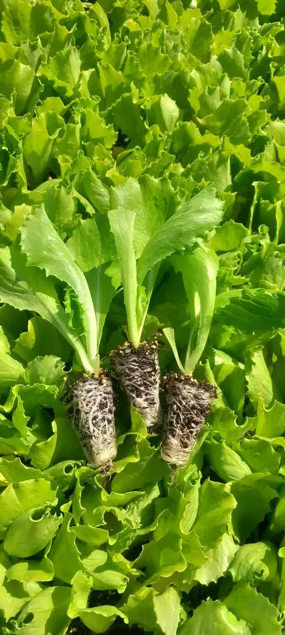 نشا کاهو مهرگان 48|خدمات باغبانی و درختکاری|ورامین, شهرک ولیعصر|دیوار