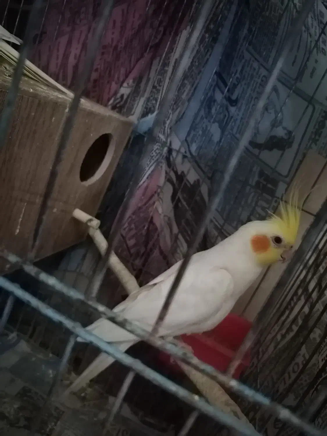 عروس هلندی لوتینو نر|پرنده|پاکدشت, پارچین|دیوار