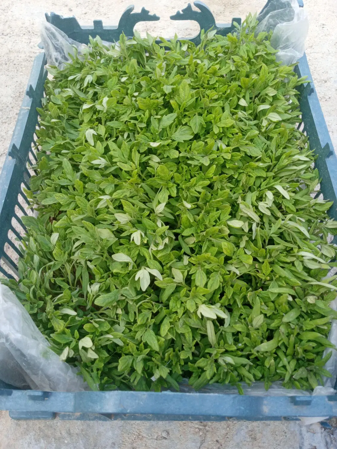 نشا گوجه|گل و گیاه طبیعی|کوزران, |دیوار