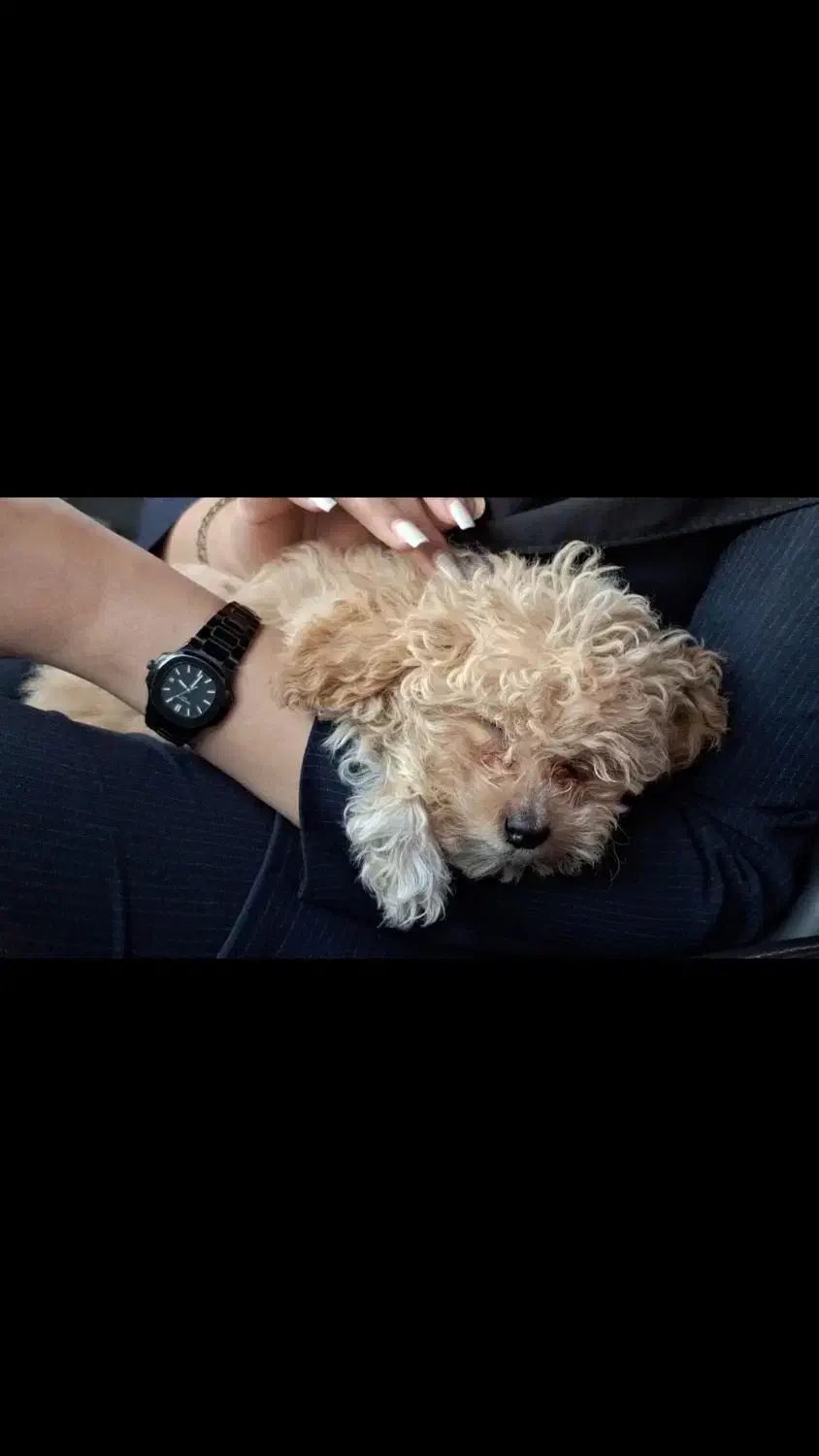 سگ توی پودل|سگ|بندرعباس, |دیوار