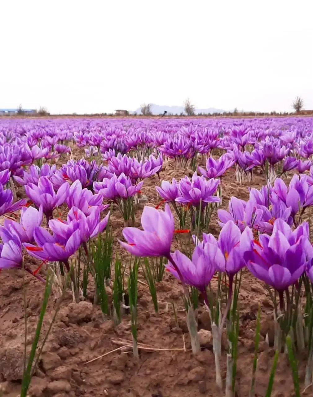 فروش گل زعفران از کشاورز|گل و گیاه طبیعی|سلیمان, |دیوار