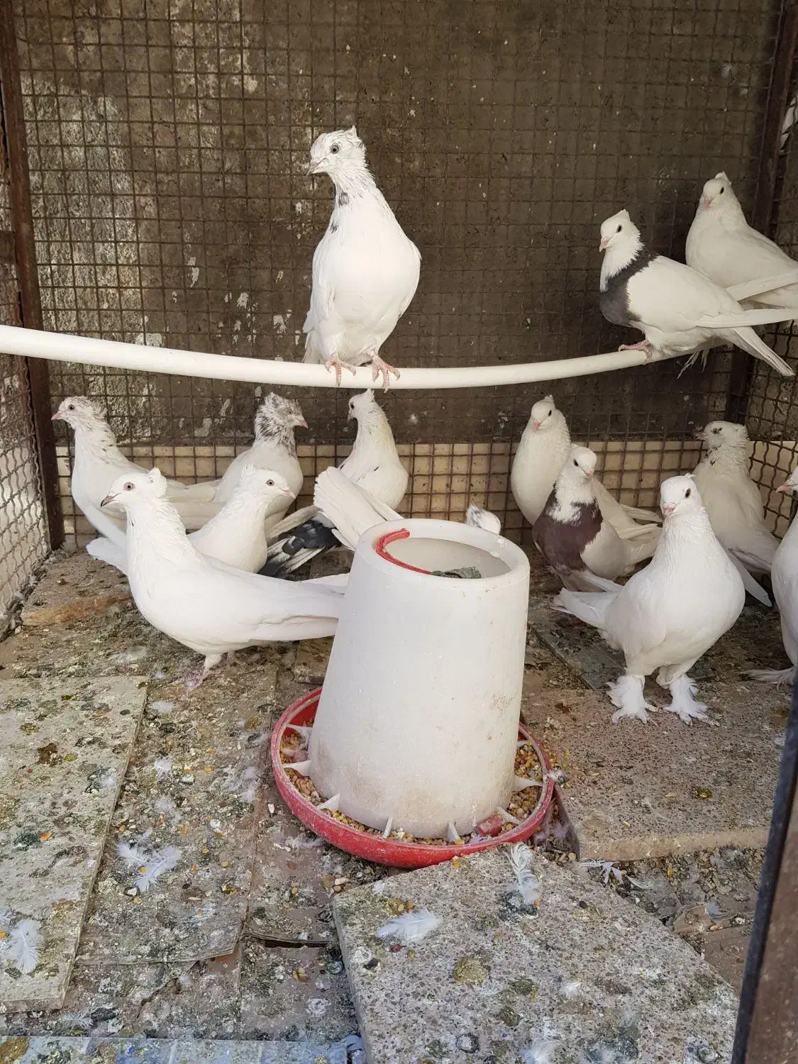 فروش ۱۴ عدد کفتر دانه ای ۴۰۰ هزار تومان|پرنده|بم, |دیوار